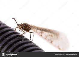 Attēlu rezultāti vaicājumam “Myrmeleontidae imago”