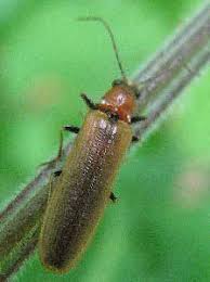 Attēlu rezultāti vaicājumam “Denticollis linearis”