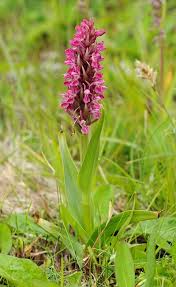 Attēlu rezultāti vaicājumam “Dactylorhiza incarnata leaf”