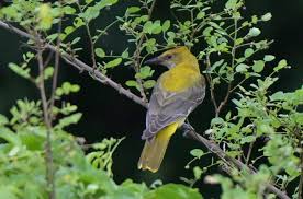 Attēlu rezultāti vaicājumam “Oriolus oriolus female”