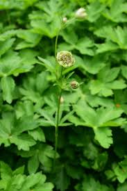 Attēlu rezultāti vaicājumam “Astrantia major leaf”