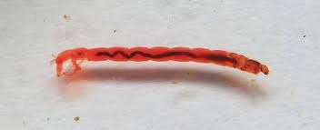 Attēlu rezultāti vaicājumam “Chironomidae larvae”