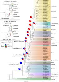 Image result for pfanzelt tehron