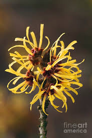 Attēlu rezultāti vaicājumam “Hamamelis mollis”