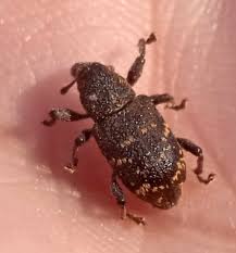 Attēlu rezultāti vaicājumam “Hylobius pinastri”