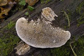 Attēlu rezultāti vaicājumam “Daedalea quercina”