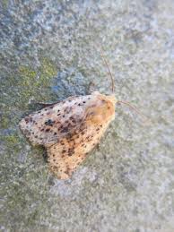 Attēlu rezultāti vaicājumam “Semioscopis avellanella imago”