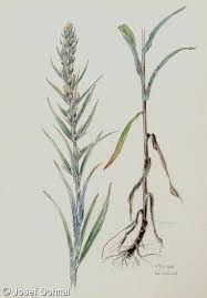 Attēlu rezultāti vaicājumam “Gnaphalium sylvaticum”