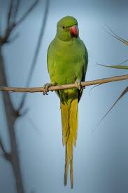 Image result for Psittacula krameri