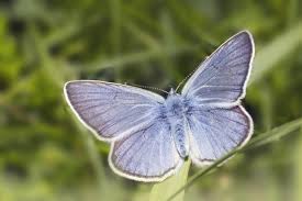 Attēlu rezultāti vaicājumam “Cupido minimus”