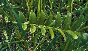 Attēlu rezultāti vaicājumam “Vicia sepium leaf”