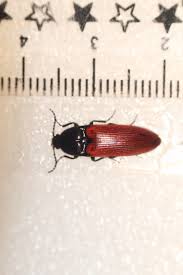 Attēlu rezultāti vaicājumam “Ampedus sanguineus”