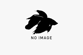 Image result for Cyprinus multitaeniatus