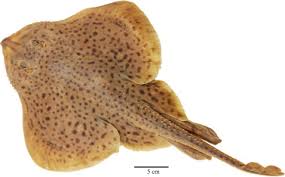 Image result for Leucoraja ocellata