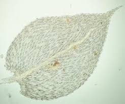 Attēlu rezultāti vaicājumam “Eurhynchium hians”