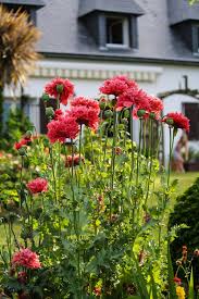 Attēlu rezultāti vaicājumam “Papaver somniferum flower”