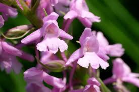 Attēlu rezultāti vaicājumam “Gymnadenia conopsea flower”