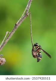 Attēlu rezultāti vaicājumam “Eumenes sp.”