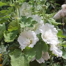 Image result for Stockrose