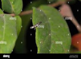 Attēlu rezultāti vaicājumam “Gracillaria syringella imago”