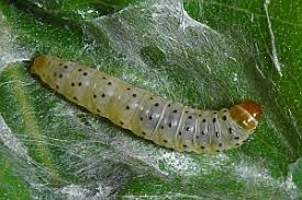 Attēlu rezultāti vaicājumam “Epinotia trigonella”