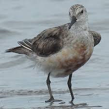Attēlu rezultāti vaicājumam “Calidris canutus adult”