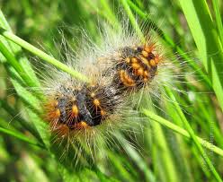 Attēlu rezultāti vaicājumam “Acronicta auricoma larva”