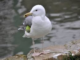 Image result for Larus cachinnans