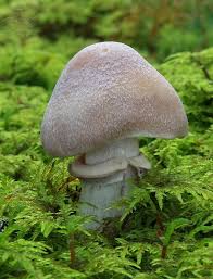 Attēlu rezultāti vaicājumam “Rozites caperata”