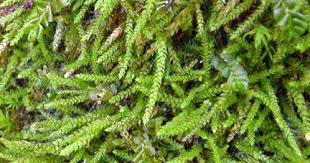 Attēlu rezultāti vaicājumam “Myurella julacea”