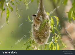 Attēlu rezultāti vaicājumam “Remiz pendulinus nest”