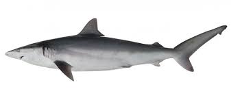 Image result for Carcharhinus limbatus