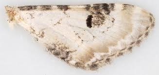 Attēlu rezultāti vaicājumam “Eupithecia centaureata”