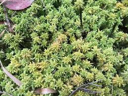 Attēlu rezultāti vaicājumam “Sphagnum compactum”