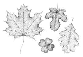 Attēlu rezultāti vaicājumam “leaf”