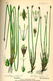 Attēlu rezultāti vaicājumam “Trichophorum cespitosum”