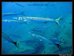 Image result for Sphyraena viridensis