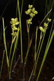 Attēlu rezultāti vaicājumam “Scheuchzeria palustris flower”
