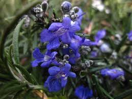 Image result for Rosmarin