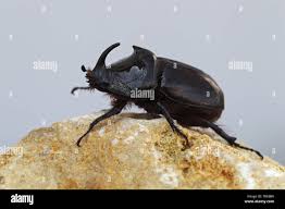 Attēlu rezultāti vaicājumam “Oryctes nasicornis male”