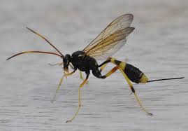 Attēlu rezultāti vaicājumam “Diphyus latebricola”