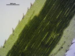 Attēlu rezultāti vaicājumam “Polytrichastrum longisetum”