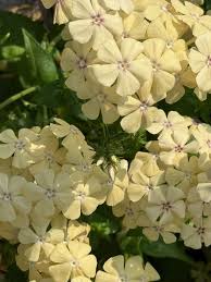 Image result for Phlox drummondii