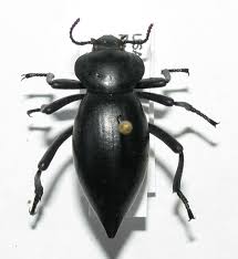 Attēlu rezultāti vaicājumam “Tenebrionidae”