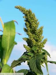 Attēlu rezultāti vaicājumam “Amaranthus retroflexus leaf”