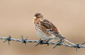 Image result for twite photo