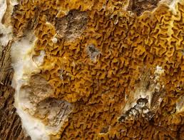 Attēlu rezultāti vaicājumam “Diderma rufostriatum”