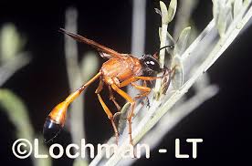 Attēlu rezultāti vaicājumam “Ammophila sp.”