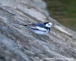 Image result for Motacilla alba