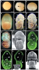 Attēlu rezultāti vaicājumam “Cribraria tenella stalked”